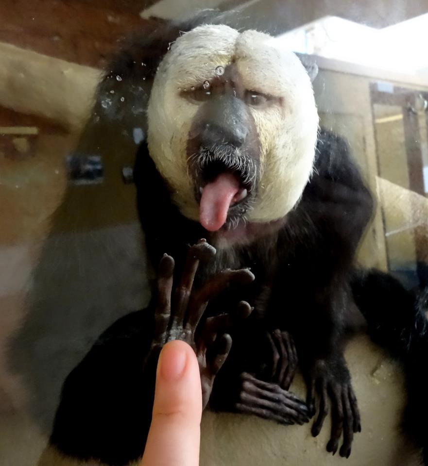 Bigfoot team uses telepathy - Telepathic Communication with a White-faced Saki Monkey